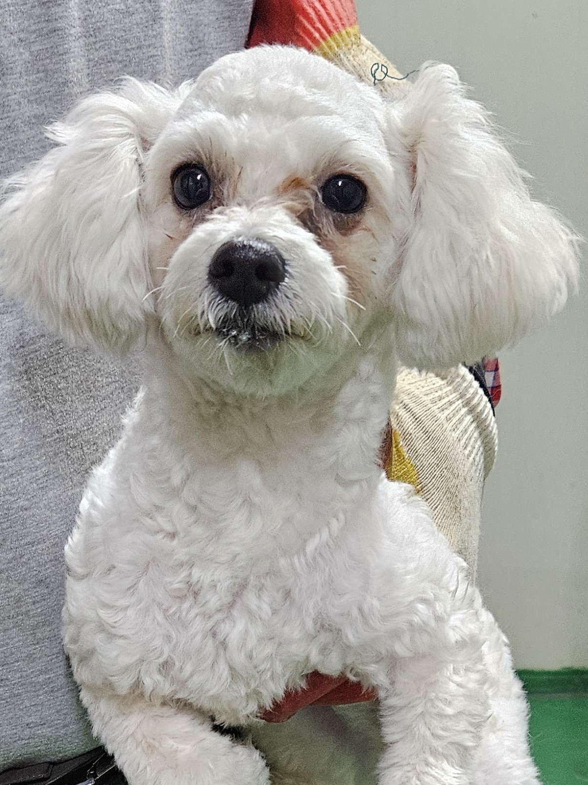 대구유기동물보호협회_427344202400135